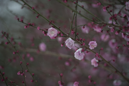 red plum close up viewの写真素材