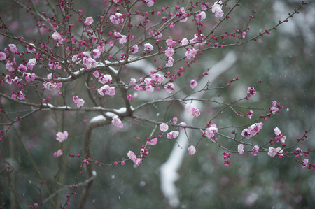 red plum close up viewの写真素材