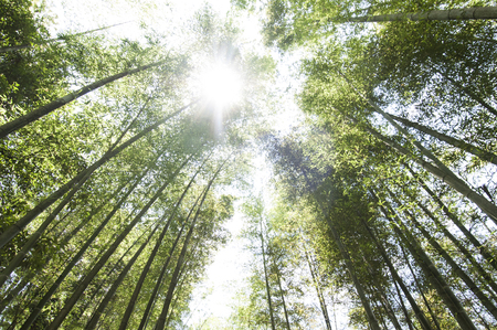 Zhuhai Forest Park, Chishui, Guizhou Provinceの写真素材