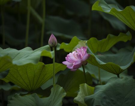 Blooming Lotus Flowerの写真素材