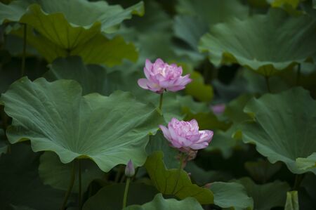 Blooming Lotus Flowerの写真素材