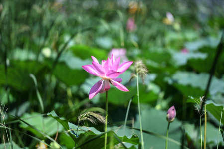 Summer lotus blooms in Hefei Xiaoyaojin Parkの写真素材