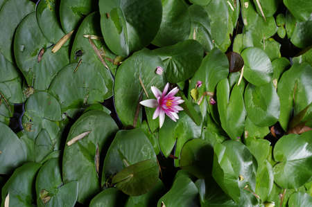 Lotus flower in the pond with green leaves. Top view.の写真素材