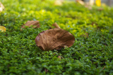 Dry leaves on green grass in the garden. Selective focus.の写真素材