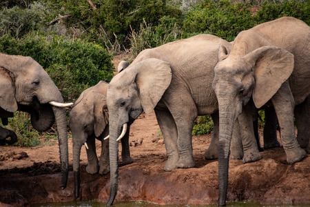 Elephant and elephant. Kenya. Safari in Africa. African elephant. Animals of Africa. Travel to Kenya. Family of elephants.の写真素材