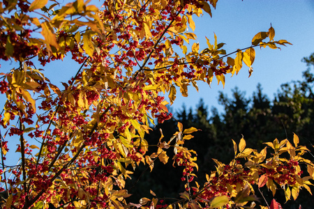 red berries