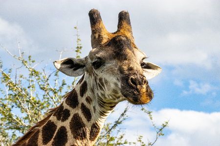 giraffe in National park Africaの写真素材