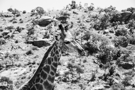 giraffe in National park Africaの写真素材