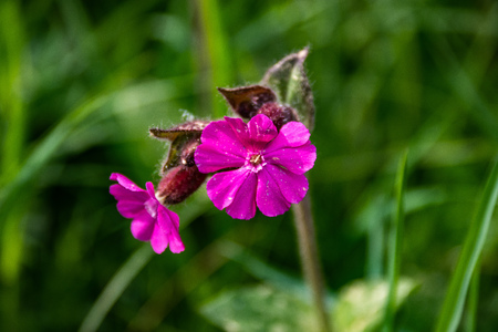 Natural sunny flower plants landscape and a background.の写真素材