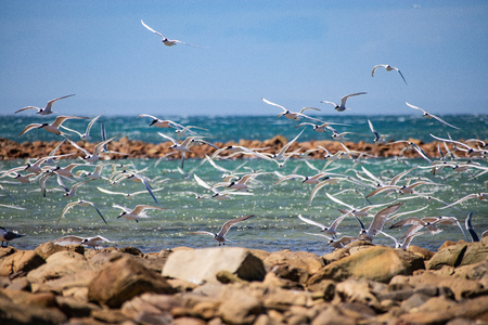 swarm of sea gulls flying close to the beach in africa