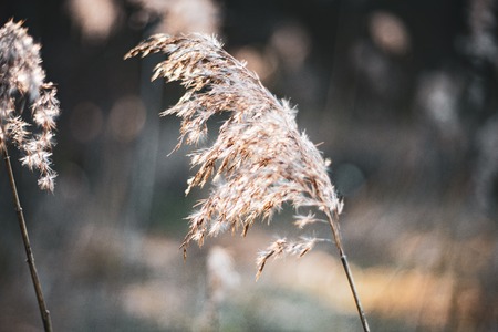 Dry common reed in germanyの写真素材