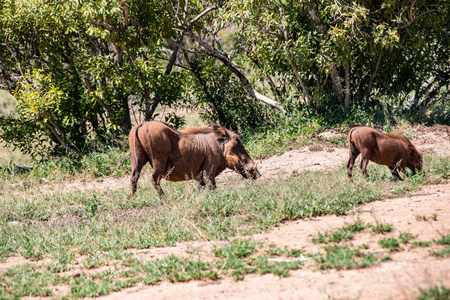 common warthog in Kruger National park, South Africa ; Specie Phacochoerus africanus family of Suidaeの写真素材