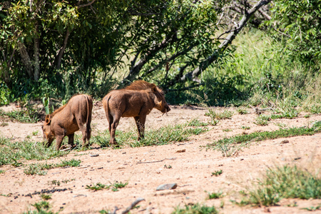 common warthog in Kruger National park, South Africa ; Specie Phacochoerus africanus family of Suidaeの写真素材