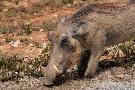 common warthog in Kruger National park, South Africa ; Specie Phacochoerus africanus family of Suidaeの写真素材