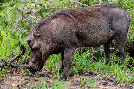 common warthog in Kruger National park, South Africa ; Specie Phacochoerus africanus family of Suidaeの写真素材