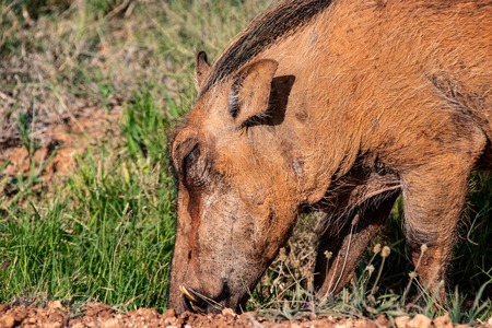 common warthog in Kruger National park, South Africa ; Specie Phacochoerus africanus family of Suidaeの写真素材