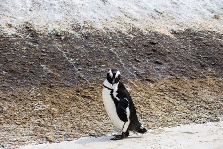 African (jackass) penguin bolder beach Cape Town unspoiled nature parks and nature reserves of South Africaの写真素材