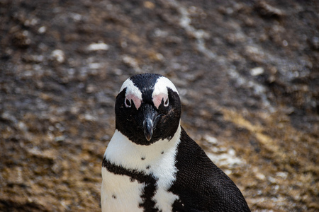 African (jackass) penguin bolder beach Cape Town unspoiled nature parks and nature reserves of South Africaの写真素材