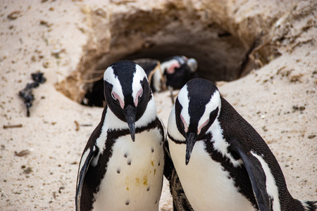 African (jackass) penguin bolder beach Cape Town unspoiled nature parks and nature reserves of South Africaの写真素材