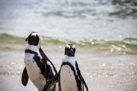 African (jackass) penguin bolder beach Cape Town unspoiled nature parks and nature reserves of South...
