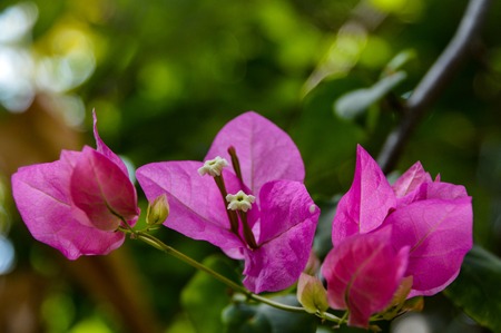 Exotic tropical flowers in the Maldives