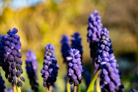 A muscari armeniacum flower or commonly known as grape hyacinth in a defocused spring garden.の写真素材