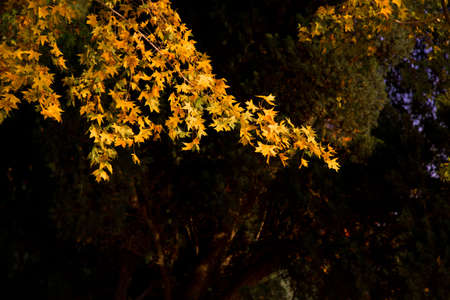 Autumn leavesの写真素材