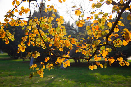 Autumn leavesの写真素材