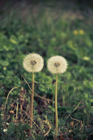 Dandelionの写真素材