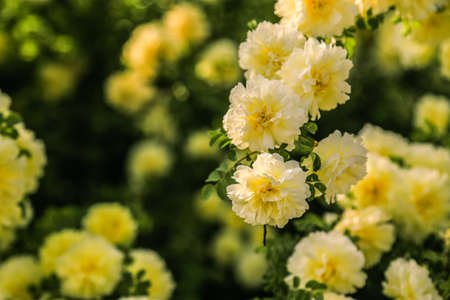 Flowersの写真素材