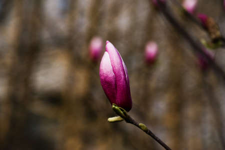 Magnoliaの写真素材