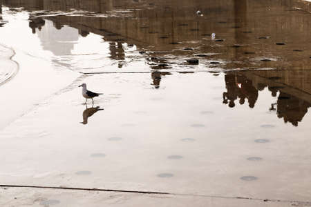 Seagullの写真素材