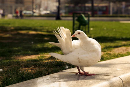 Pigeonの写真素材