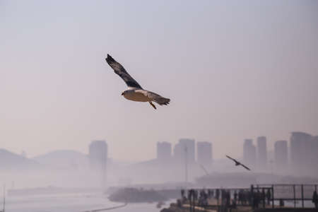 Seagullの写真素材