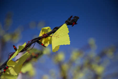 Flowersの写真素材