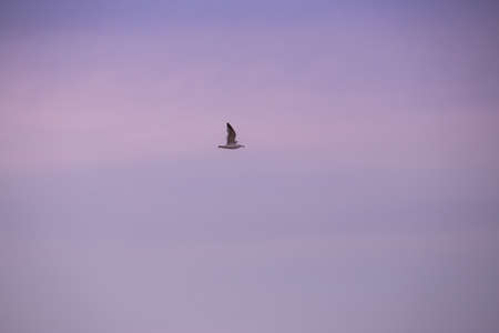 Seagullの写真素材