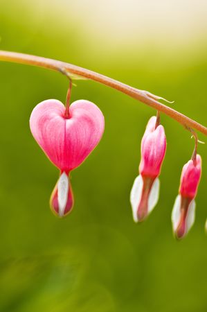  Peony purse.This was a flowers and plants picture, the picture has reflected the purse peony's scene.の写真素材