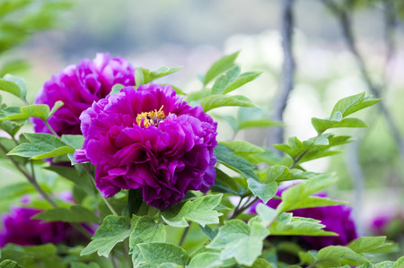 Blooming Purple Peonyの写真素材