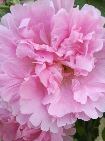 Flowers in bloomの写真素材