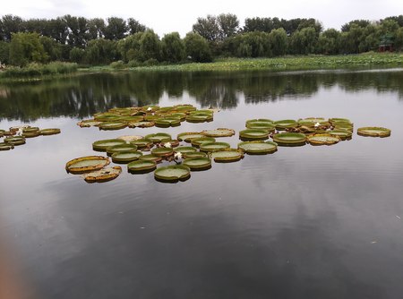 Water lilies plant in a pondの写真素材