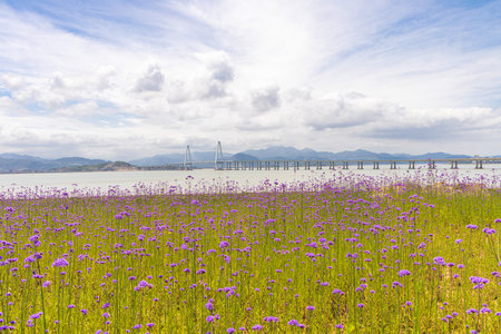 Purple flowers in a meadow with a bridge in the backgroundの写真素材