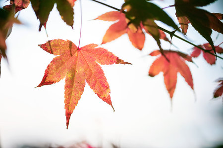Maple leaves in autumn season. Selective focus with shallow depth of field.