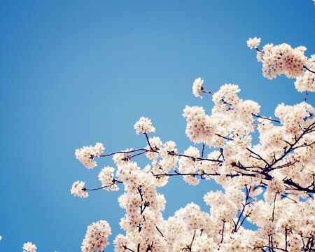 Cherry blossoms under blue skyの写真素材