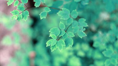 Green plant macroの写真素材