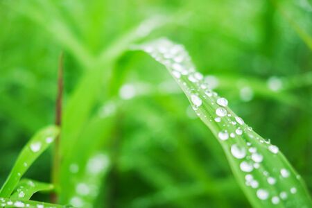 Green leaf water dropの写真素材