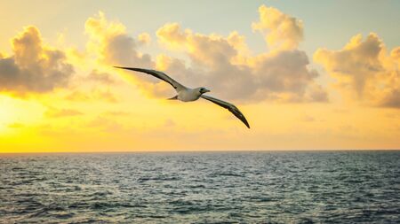 Seagull returning to the nest in the eveningの写真素材