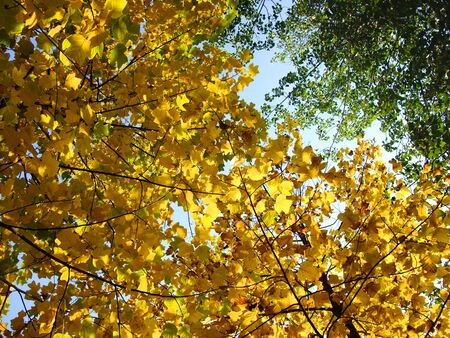 Autumn ginkgo treeの写真素材