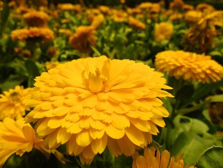 Calendula officinalis in Beijing Botanical Gardenの写真素材