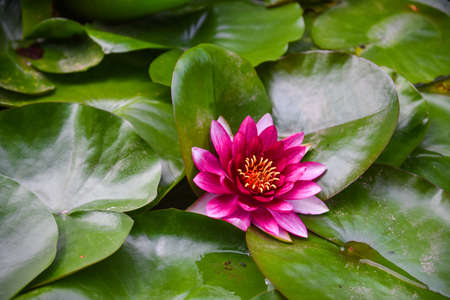 Purple water lilyの写真素材