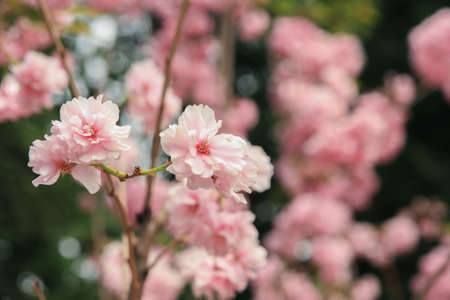 Pink cherryの写真素材